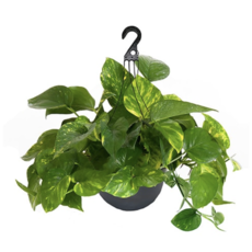 Volume One Plant - Pothos 'Golden' 8" Hanging Basket