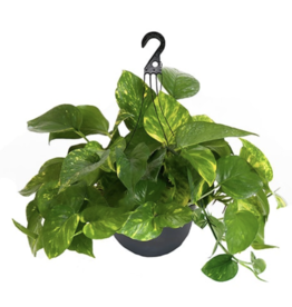 Volume One Plant - Pothos 'Golden' 8" Hanging Basket