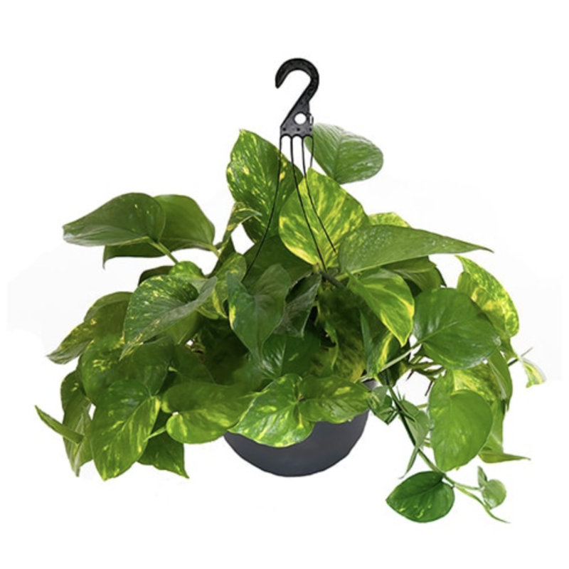 Volume One Plant - Pothos 'Golden' 8" Hanging Basket