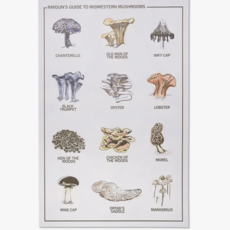 Midwestern Mushrooms Poster