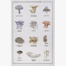 Raygun Midwestern Mushrooms Poster