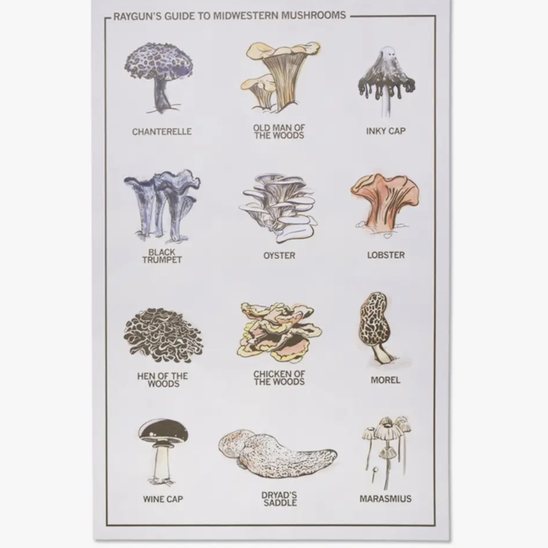 Midwestern Mushrooms Poster