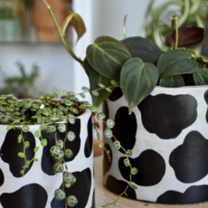 LindaMakess Handpainted Cow Planter 6 in