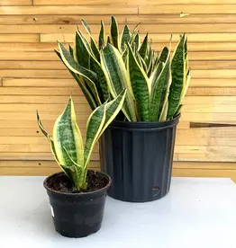 Sansevieria 'Lauren' - 10"