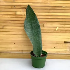 Down To Earth Sansevieria 'Whale Fin' - 6"