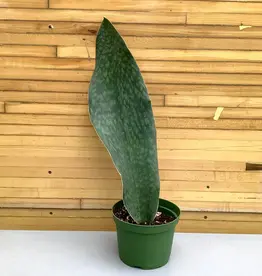 Down To Earth Sansevieria 'Whale Fin' - 6"