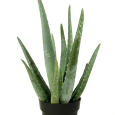 Volume One Plant - Aloe Vera