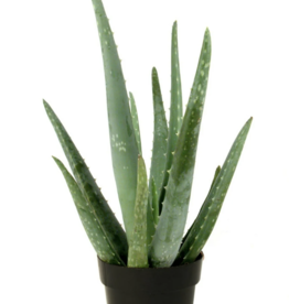 Volume One Plant - Aloe Vera