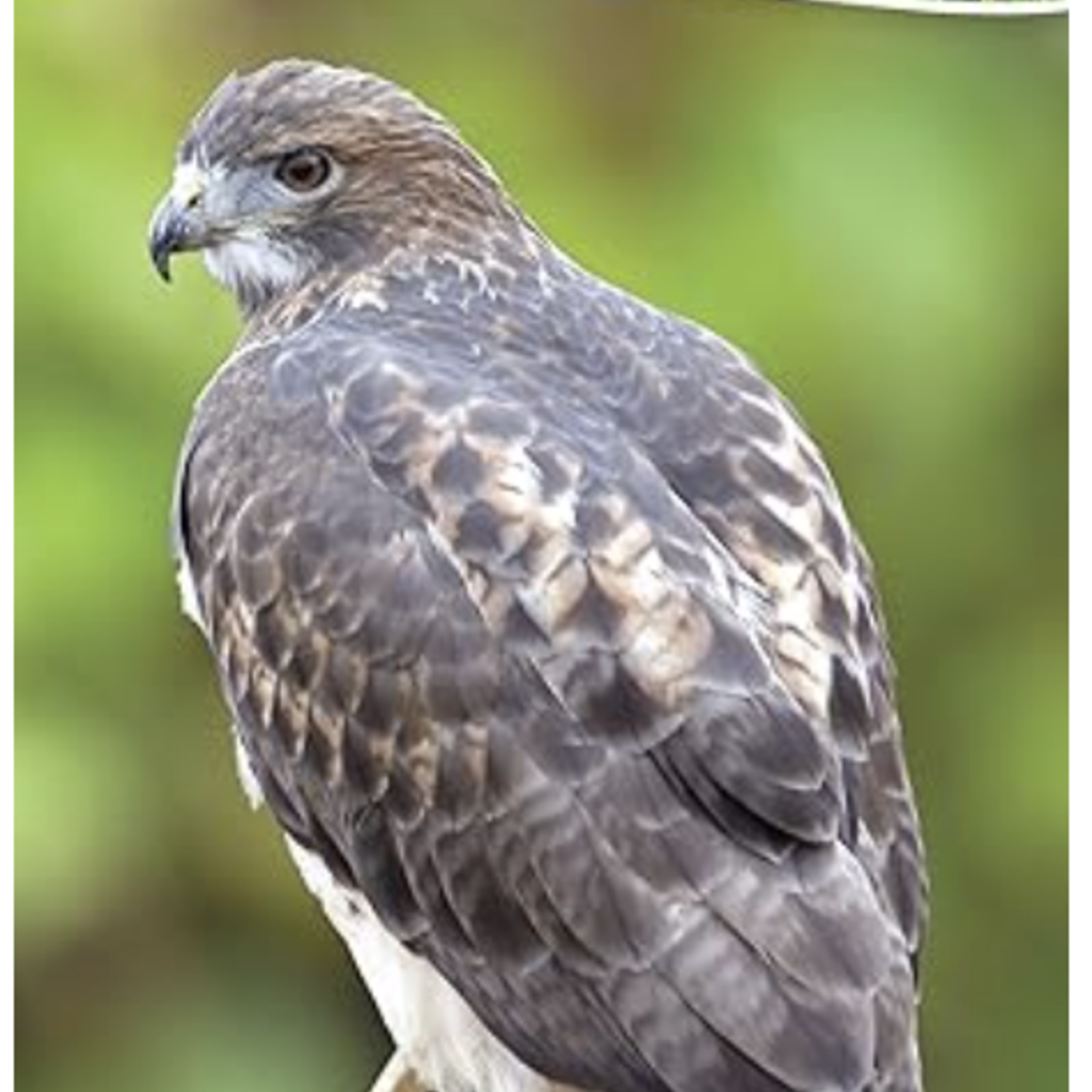 Stan Tekiela Birds of Prey of the Midwest: Your Way to Easily Identify Raptors