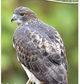 Stan Tekiela Birds of Prey of the Midwest: Your Way to Easily Identify Raptors