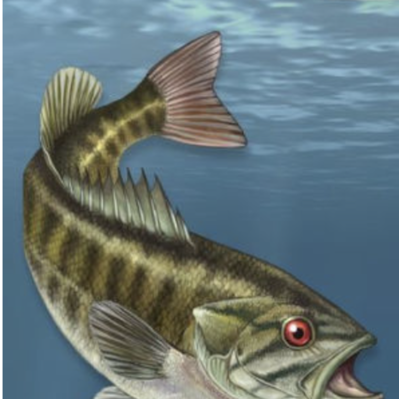 Dave Bosanko Fish of the Midwest: Your Way to Easily Identify Fish