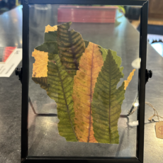 Zachariah Mumm Pressed Leaf Frame Glass (Wisconsin) - Large