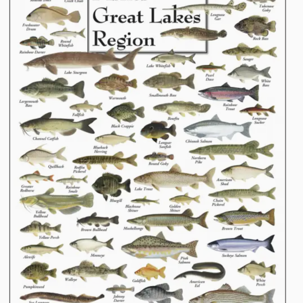 Fishes of the Great Lakes Poster