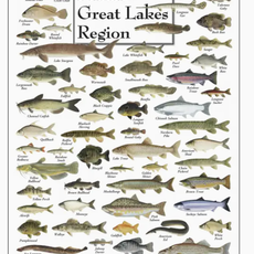 Fishes of the Great Lakes Poster