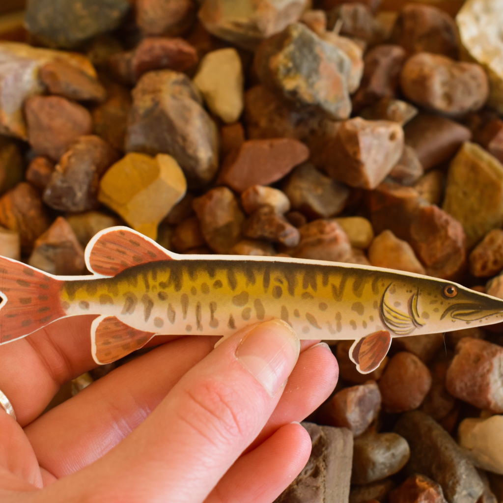 Little Rock Designs Sticker - Barred Musky Waterproof