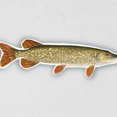 Little Rock Designs Sticker - 3.5" Northern Pike