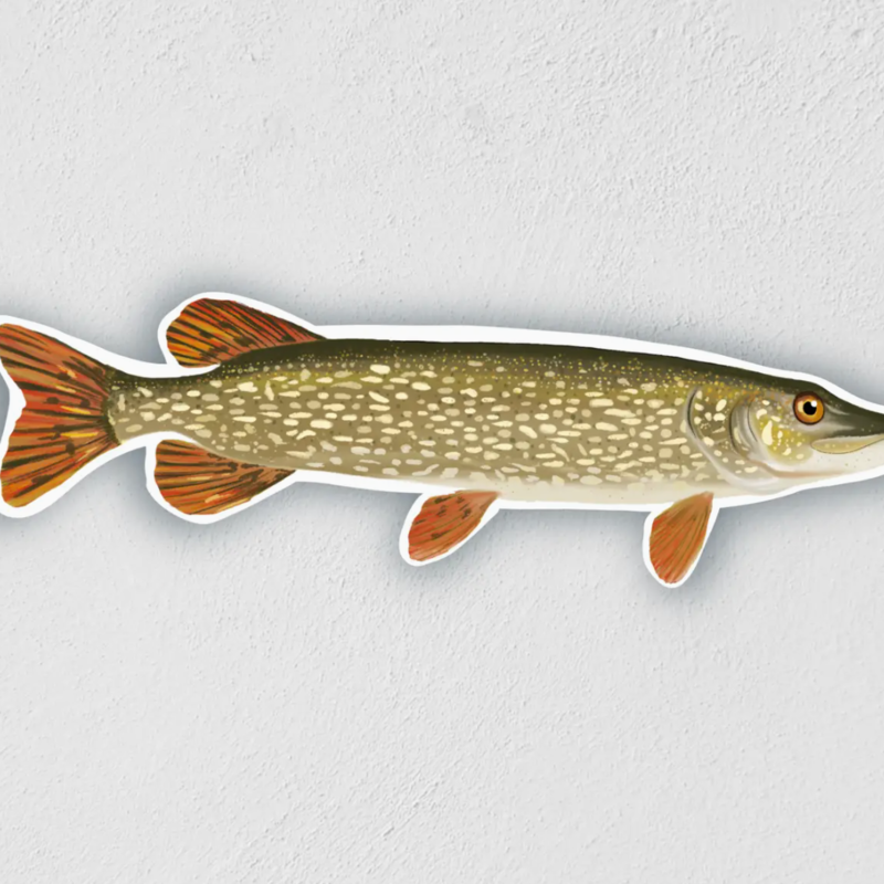 Little Rock Designs Sticker - 3.5" Northern Pike