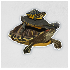 Little Rock Designs Sticker - Trio of Turtles