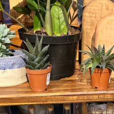 Volume One 2" Cacti / Succulent (Assorted)