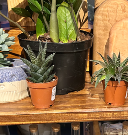 Volume One 2" Cacti / Succulent (Assorted)