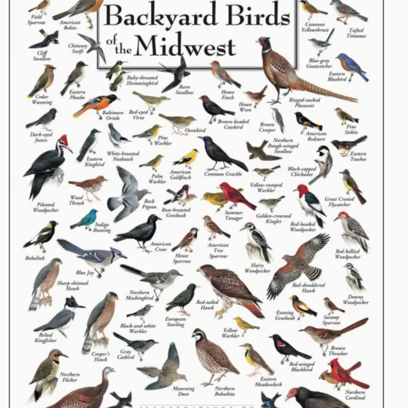 Earth Sky + Water (Faire) Peterson's Backyard Birds of the Midwest Poster