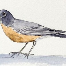 Amy Beidleman To One of My Favorite Birds Greeting Card