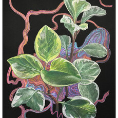 Plant Print - Baby Rubber Plant