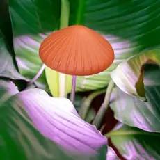 Kikkerland Mushroom Grow Light