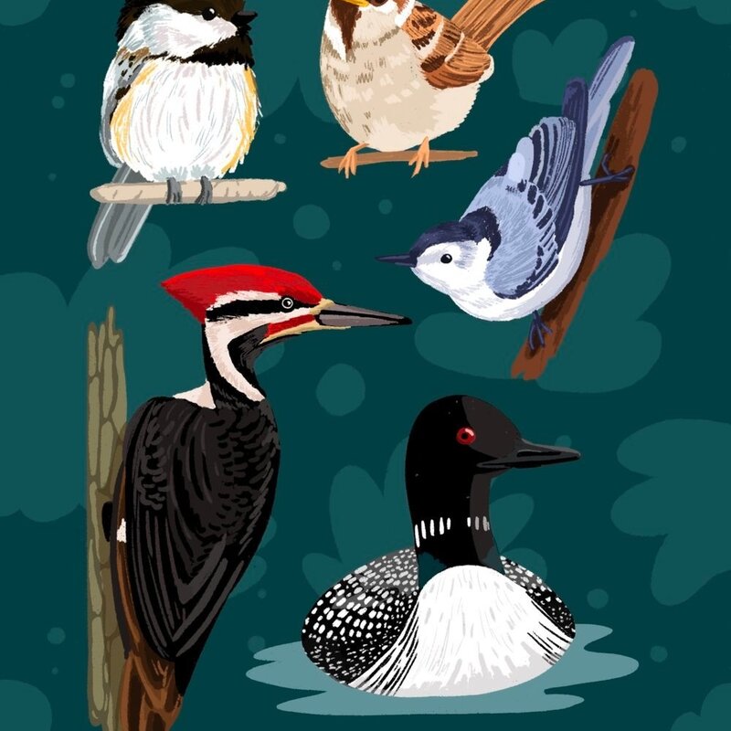 Lily Wenndt Illustration Minnesota Birds Print