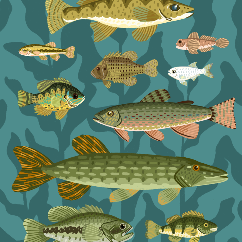 Lily Wenndt Illustration Minnesota Fish Print