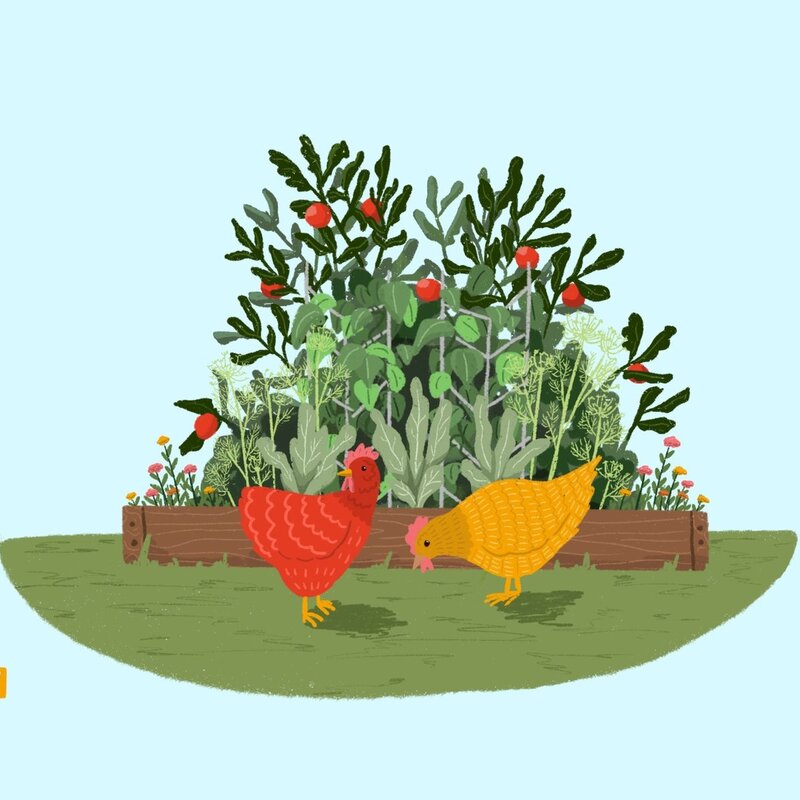 Lily Wenndt Illustration Chicken Yard Print