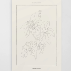 Paint By Numbers Kit - Blue Columbine Botanical