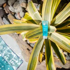 Aloe Up White Collection Aloe Ice Jelly Sunburn Relief - 4oz