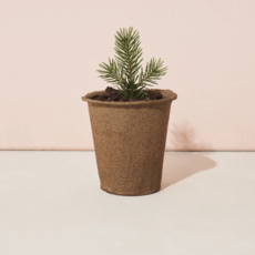 One-For One Tree Kit- Loblolly Pine