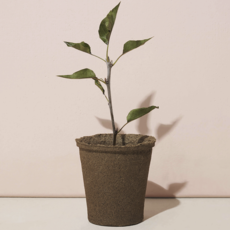 One-For One Tree Kit- American Sycamore