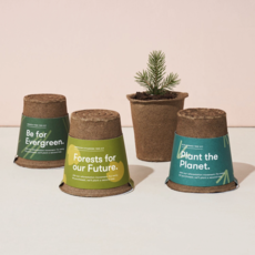 One-For One Tree Kit- American Sycamore