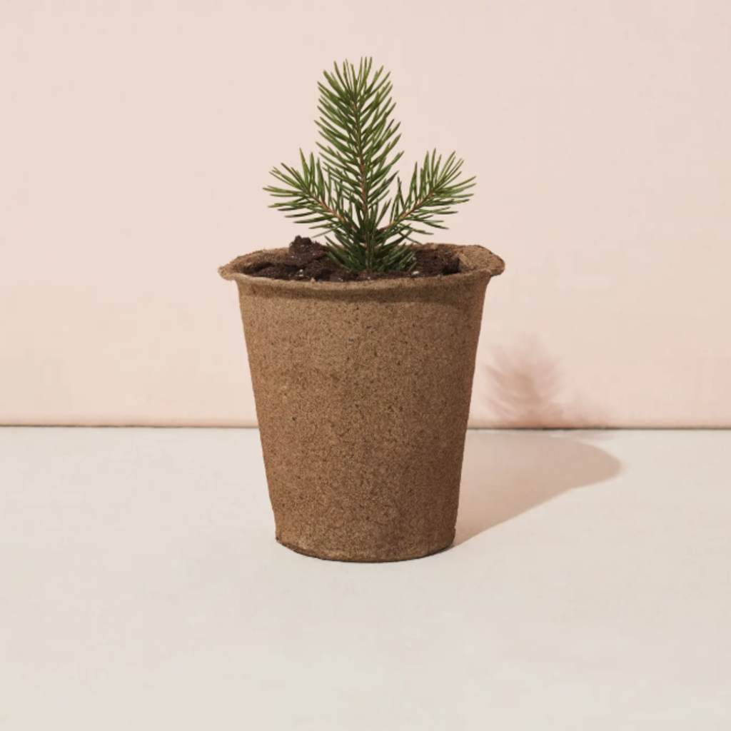 One-For One Tree Kit- Blue Spruce