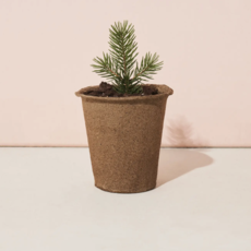 One-For One Tree Kit- Blue Spruce
