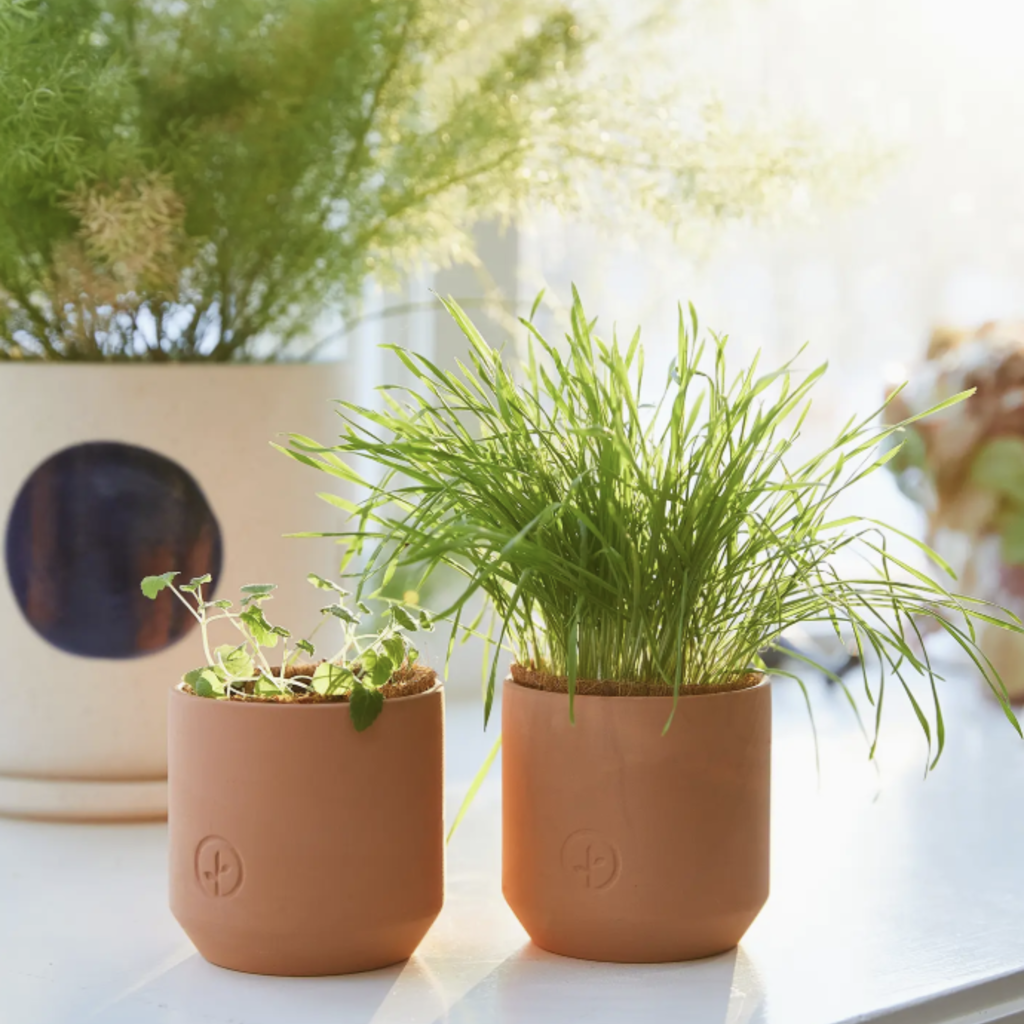Tiny Terracotta Pet Grow Kits- Curious Catnip