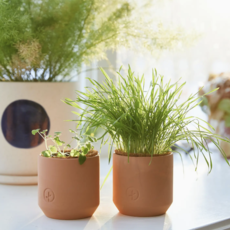 Tiny Terracotta Pet Grow Kits- Curious Catnip