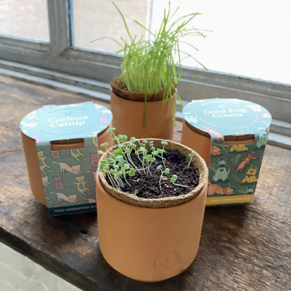 Tiny Terracotta Pet Grow Kits- Curious Catnip