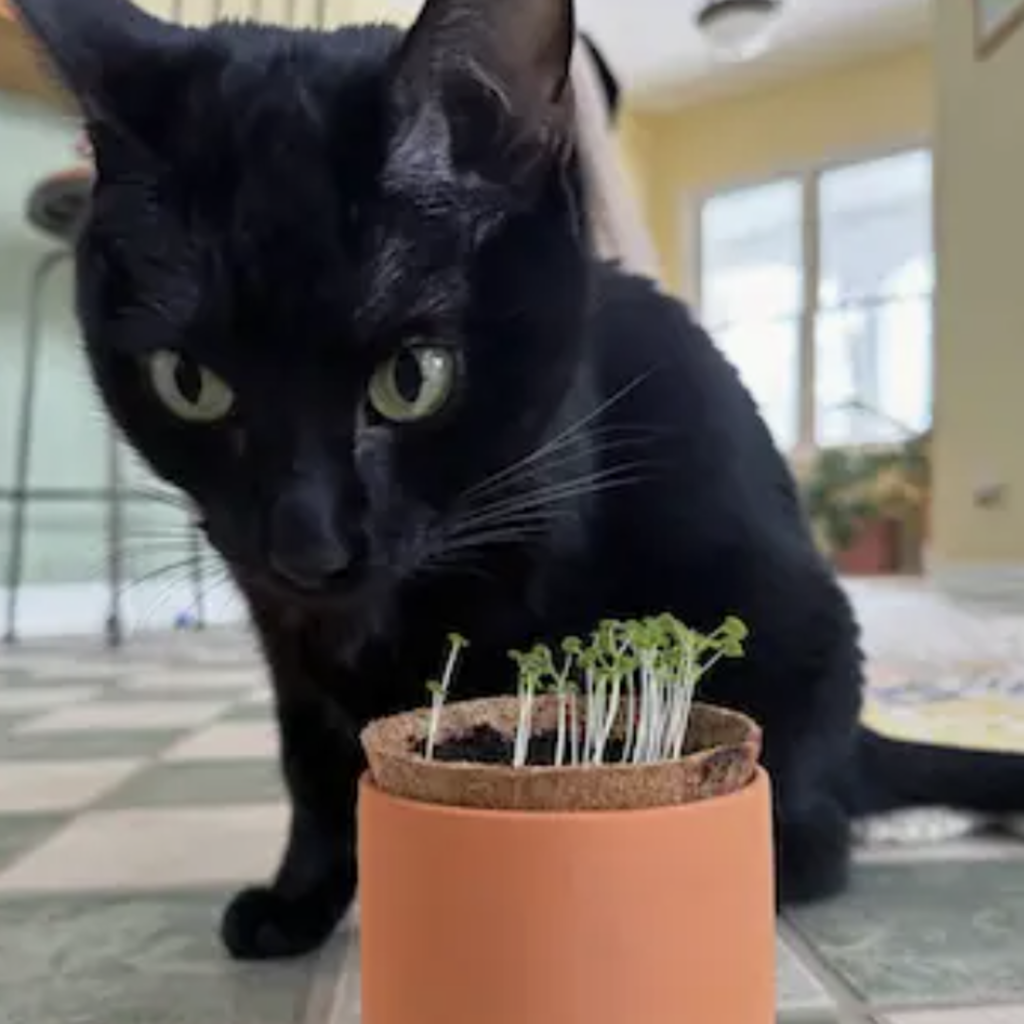 Tiny Terracotta Pet Grow Kits- Curious Catnip