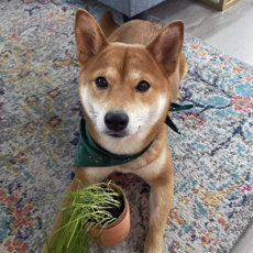 Tiny Terracotta Pet Grow Kits- Good Dog Greens