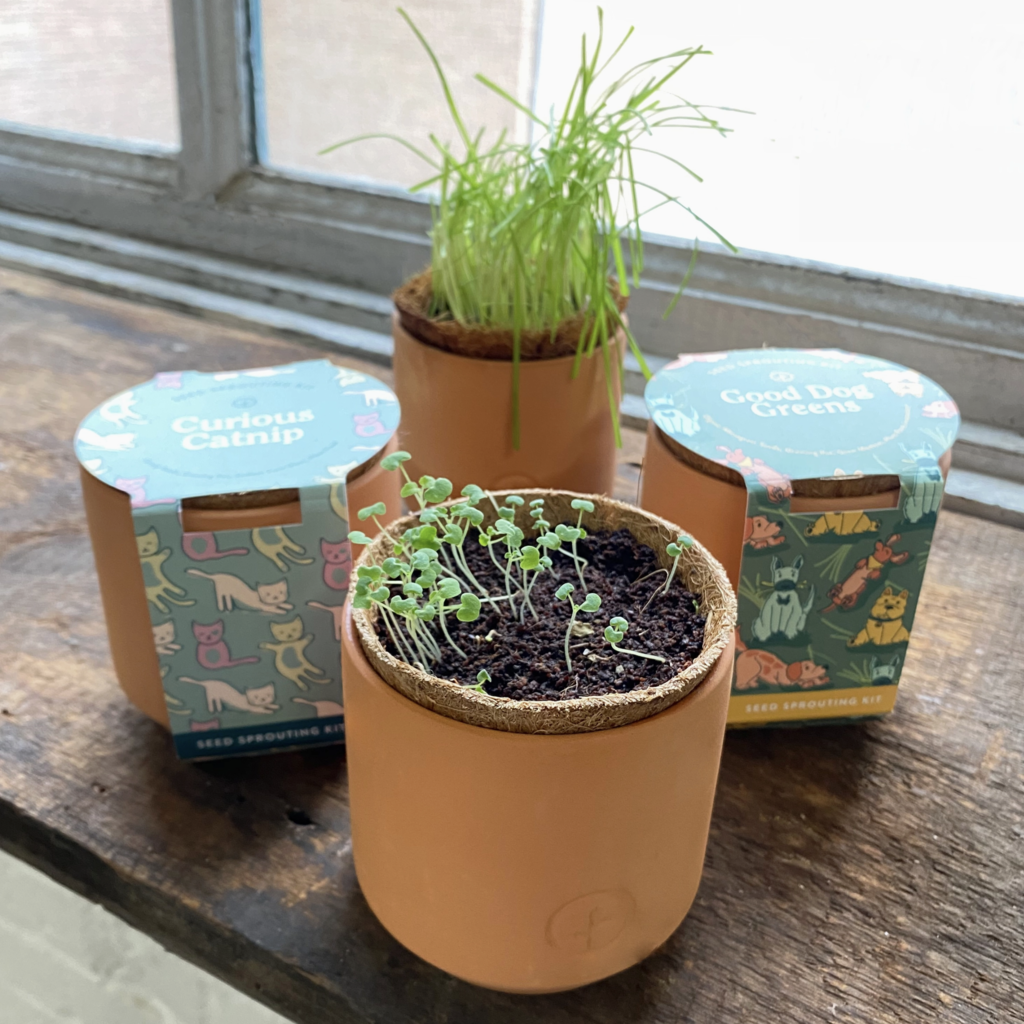Tiny Terracotta Pet Grow Kits- Good Dog Greens