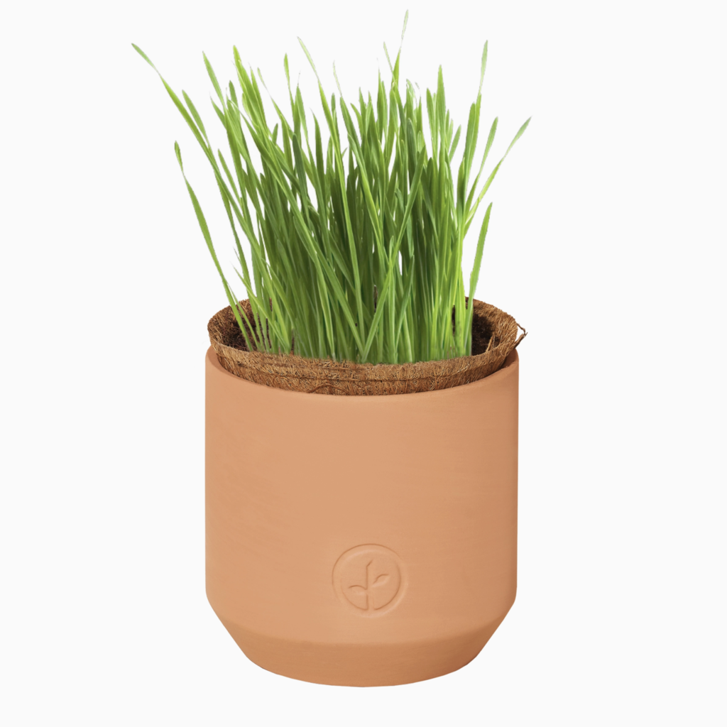 Tiny Terracotta Pet Grow Kits- Good Dog Greens