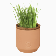 Tiny Terracotta Pet Grow Kits- Good Dog Greens