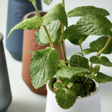 Tapered Tumbler- Lavender