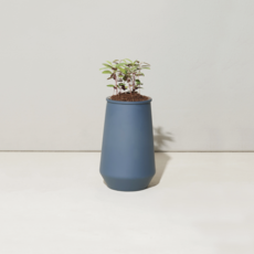 Tapered Tumbler- Eucalyptus