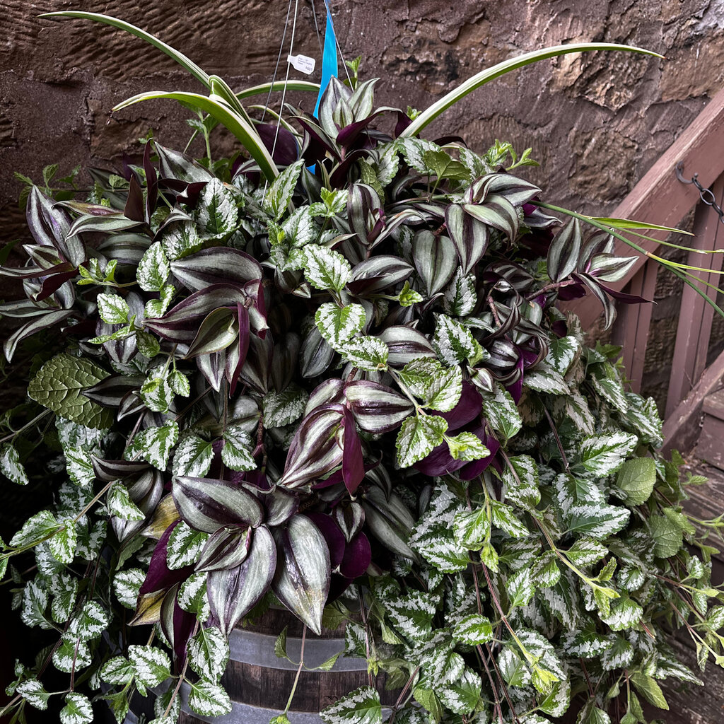 Volume One Plant - 12" Premium Hanging Basket