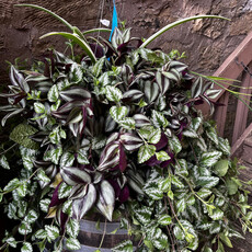 Volume One Plant - 12" Premium Hanging Basket